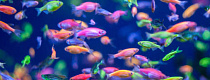 colorful fluorescent glofish danio in motion in the aquarium